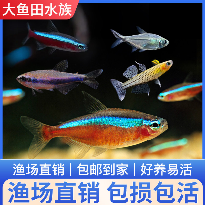 观赏鱼红绿灯活体鱼热带淡水鱼群游鱼苗好养易活小型宝莲灯科小鱼