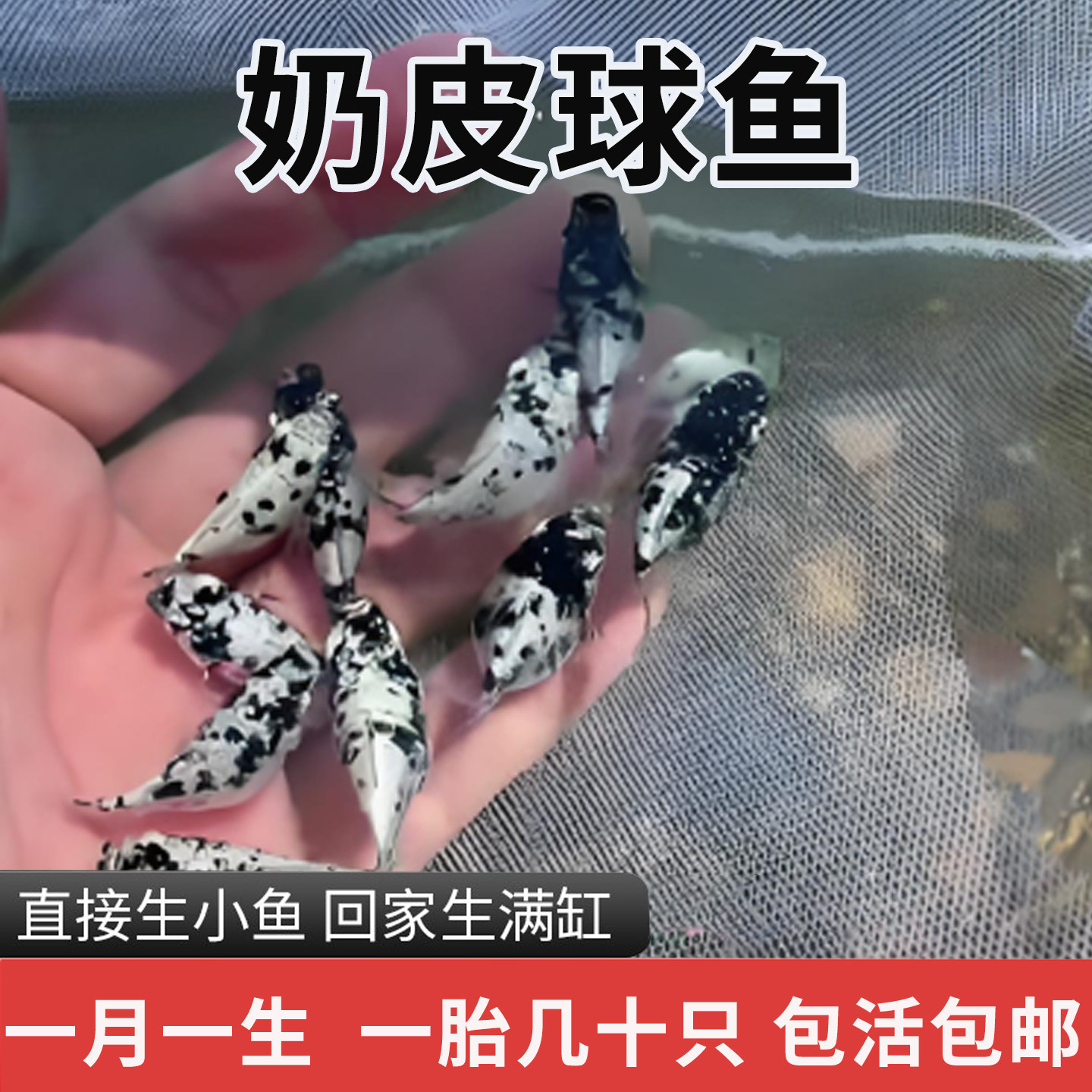 芝麻玛丽球 奶牛玛丽球熊猫球 胎生鱼 黑白皮球 大肚子直接生小鱼