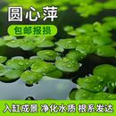 圆心萍浮萍净化水质水培绿植庭院办公室鱼虾龟缸造景增氧漂浮水草