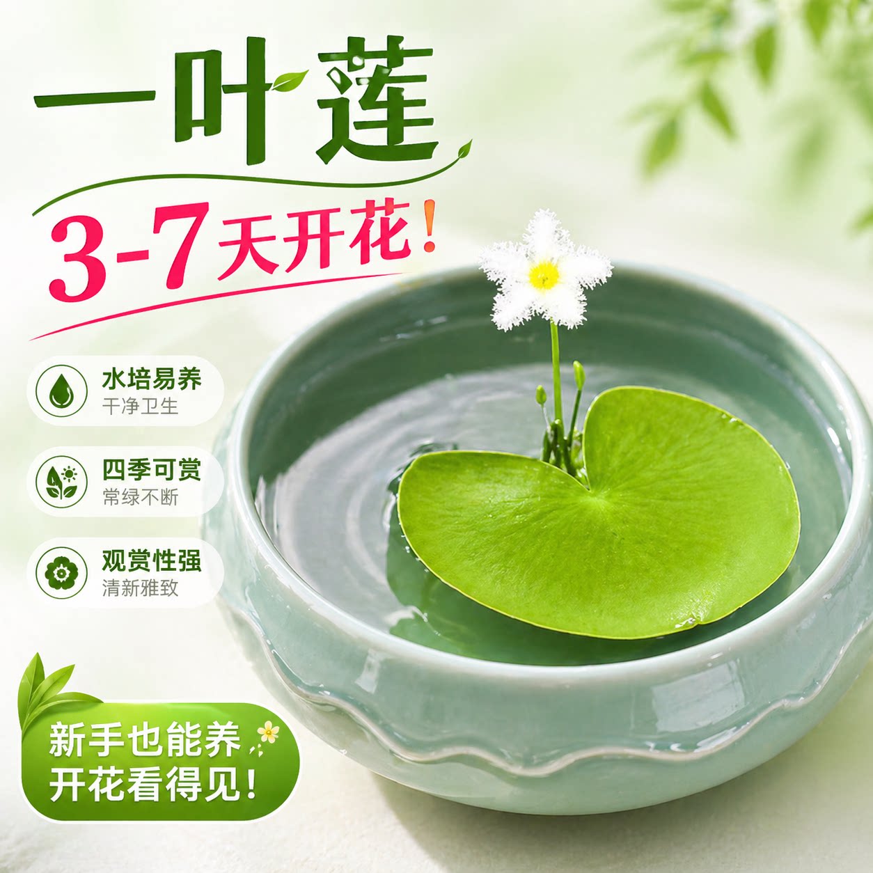 一叶莲碗莲水培易养鱼缸造景图片