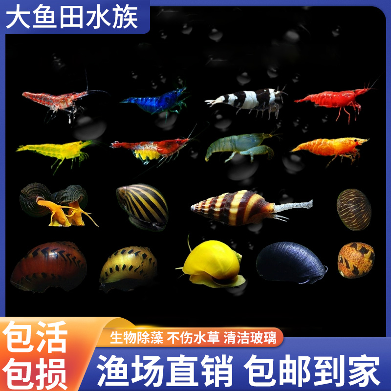 观赏虾螺除藻樱花极火虾苹果螺