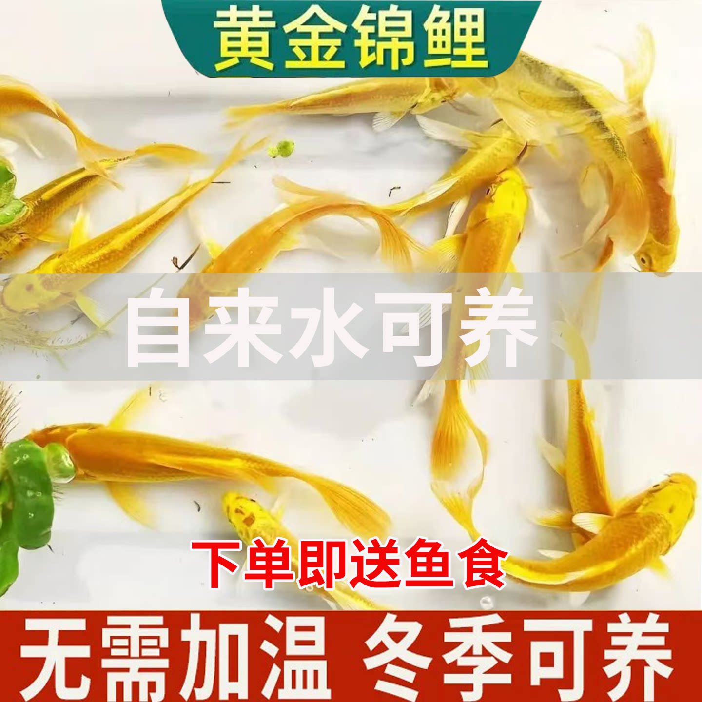 黄金锦鲤金鱼苗活体好养耐活