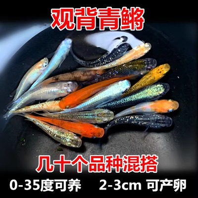 观背青鳉锦鳉新手懒人养鱼