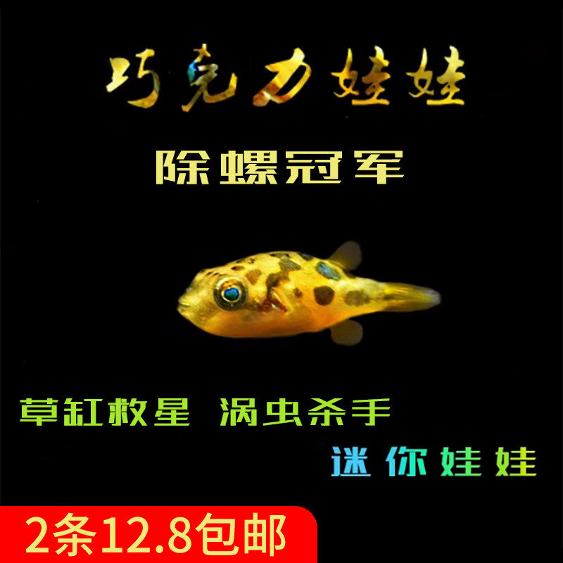 巧克力娃娃鱼迷你潜水艇蜗虫克星草缸吃螺除螺高手观赏鱼热带鱼