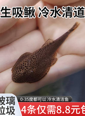 双吸盘原生吸鳅鱼冷水鱼清道夫除藻原生鱼麦氏方式琵琶鱼工具鱼