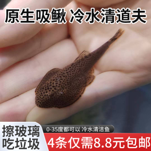 双吸盘冷水吸鳅冷水清洁鱼清道夫鱼鱼缸工具鱼长汀麦氏方式琵琶鱼