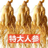 人参新鲜长白山鲜参正品 人参白参吉林人参泡酒大参煲汤专用产地发