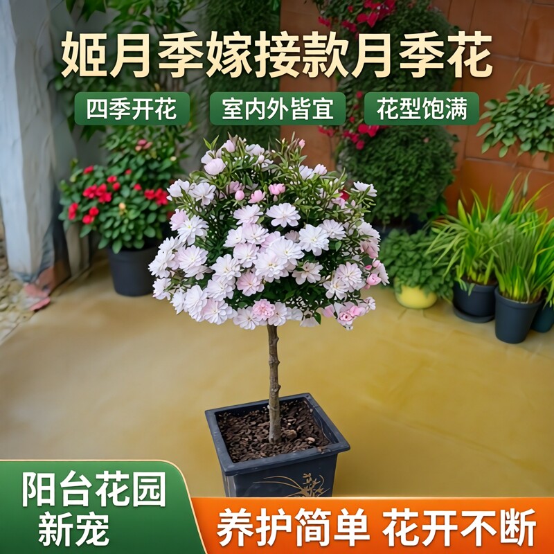 姬月季嫁接款月季花鲜花绿植盆栽地栽室内外阳台四季开花