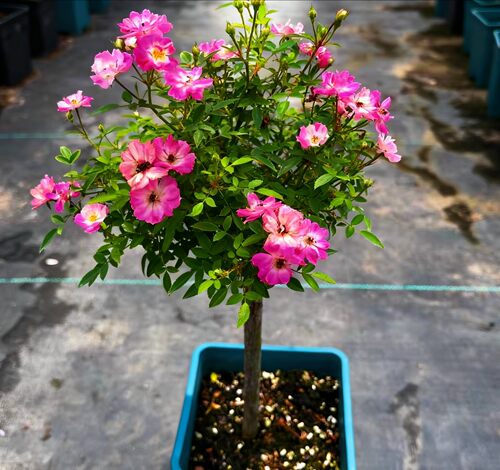 桃姬棒棒糖树桩月季f苗嫁接玫瑰阳台庭院树状浓香四季开花卉多色