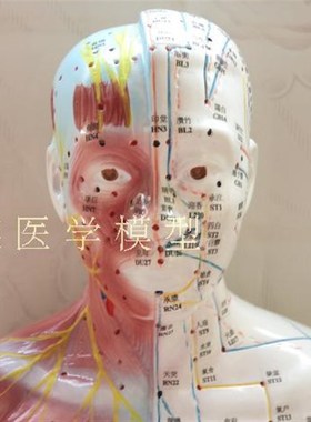 极速170CM人体针灸模型/针灸人模型/178cm中医经络X穴位带半边肌