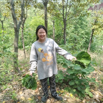 2026年新鲜干粽叶大小号菠萝叶槲叶粽子胡叶玻璃叶欂椤叶全国包邮