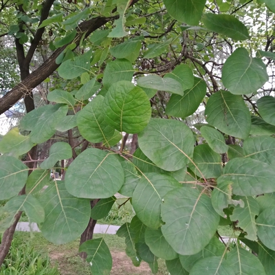黄栌叶红叶红叶黄栌黄道栌黄溜子叶黄龙头叶新鲜干植物标本叶子包