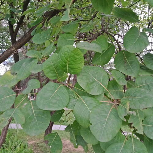 黄栌叶红叶红叶黄栌黄道栌黄溜子叶黄龙头叶新鲜干植物标本叶子包