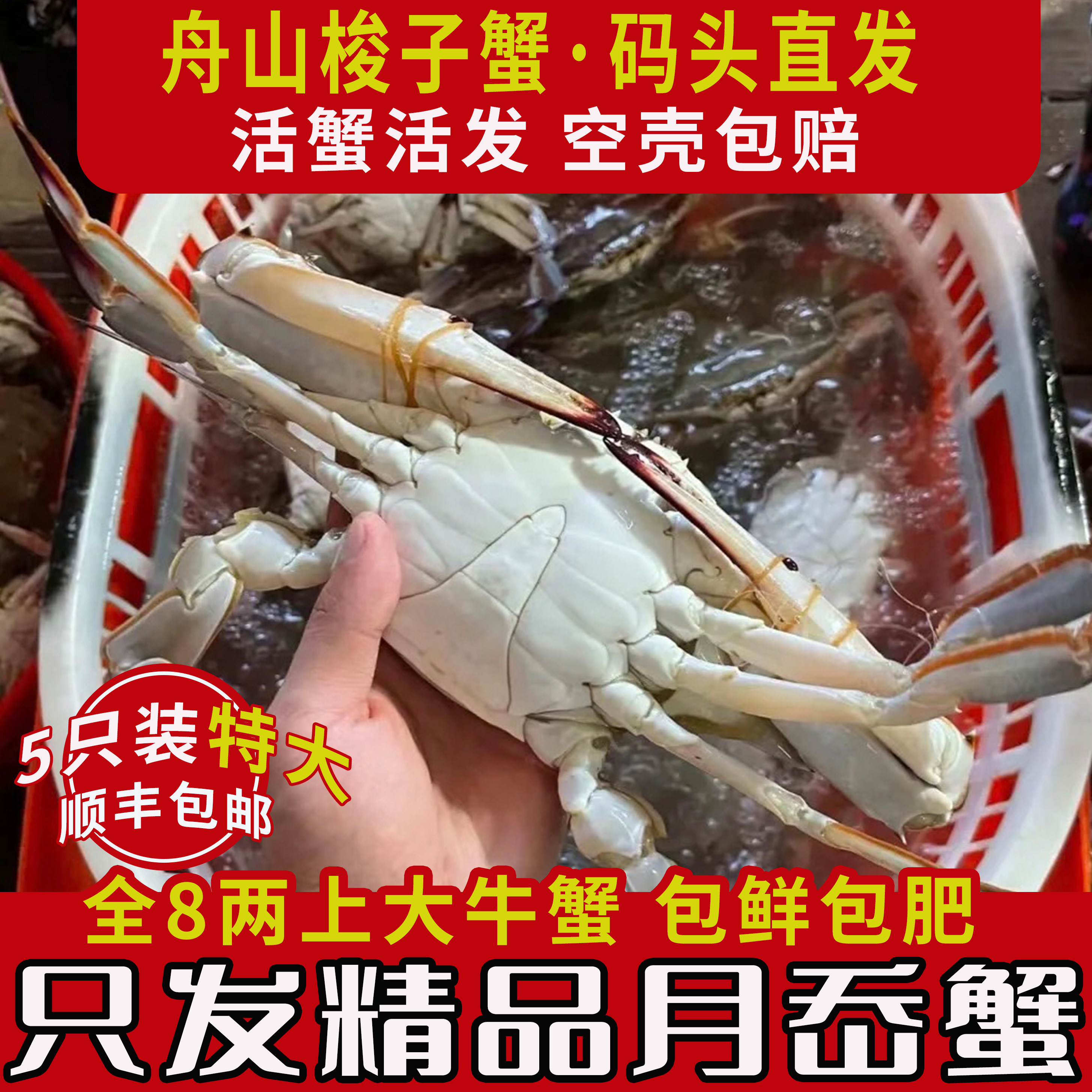 巨无霸特大蟹、舟山梭子蟹
