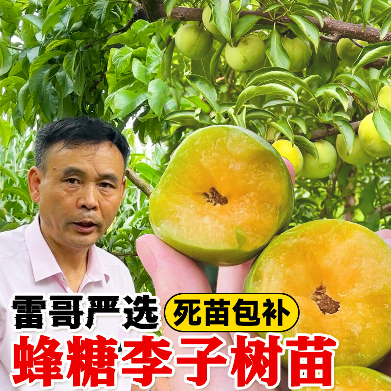 正宗蜂糖李子树苗新品种四川脱骨李子苗北方南方种植果树果苗大全,鲜花速递/花卉仿真/绿植园艺,果树,淘宝优惠券,粉丝福利购,淘宝优惠卷