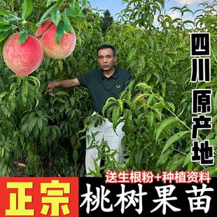 正宗桃树果苗新品种水蜜桃树果苗嫁接苗南方种植北方果树果苗大全