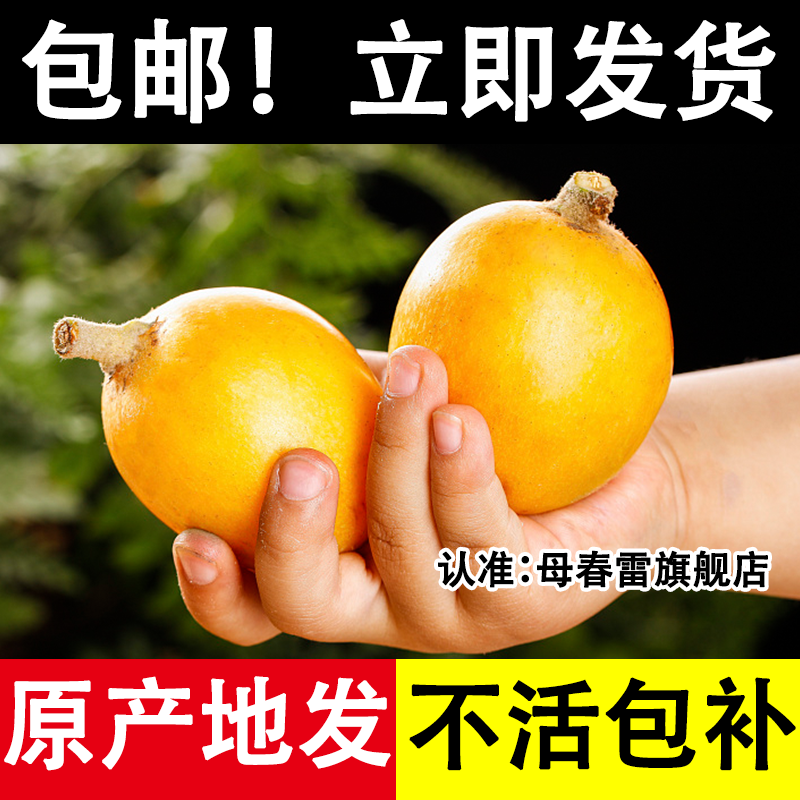 【官方正品】枇杷树苗