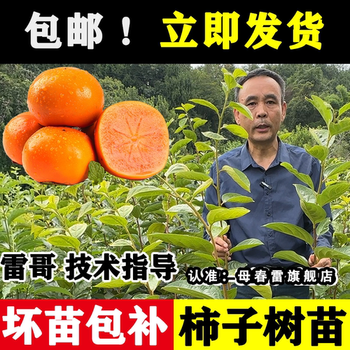 【官方正品】脆甜柿子树苗