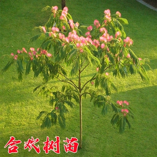 合欢树苗合欢苗绒花树苗芙蓉花树苗庭院花卉盆栽当年开花合欢苗