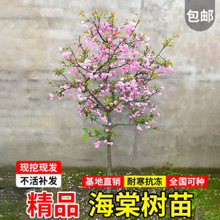 海棠花树苗西府垂丝四季海棠花苗别墅庭院盆栽北美耐寒大型风景树