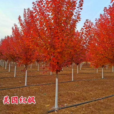 美国红枫庭院风景大树秋火焰
