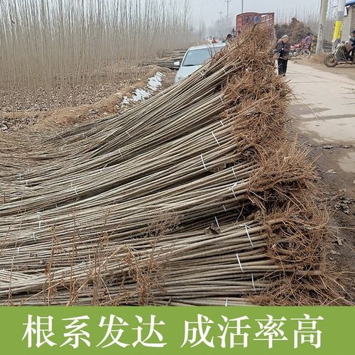 白杨树苗3804速生无絮杨绿化植物
