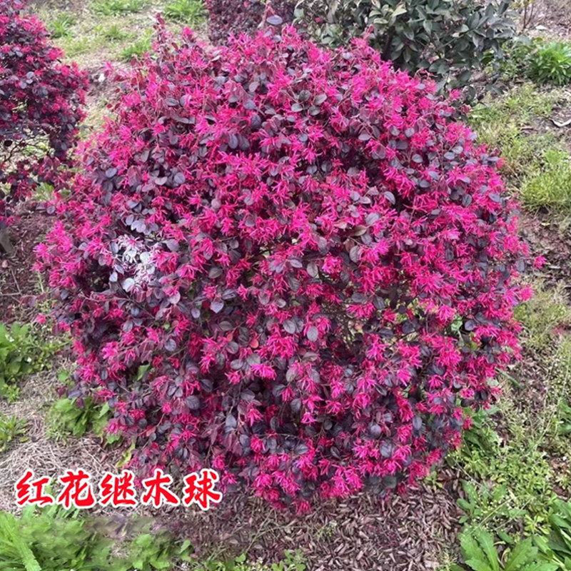 红花继木别墅庭院四季常青