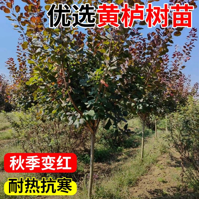 黄栌树苗红栌树苗烟树盆栽花园庭院观叶观花多年生落叶地栽小乔木