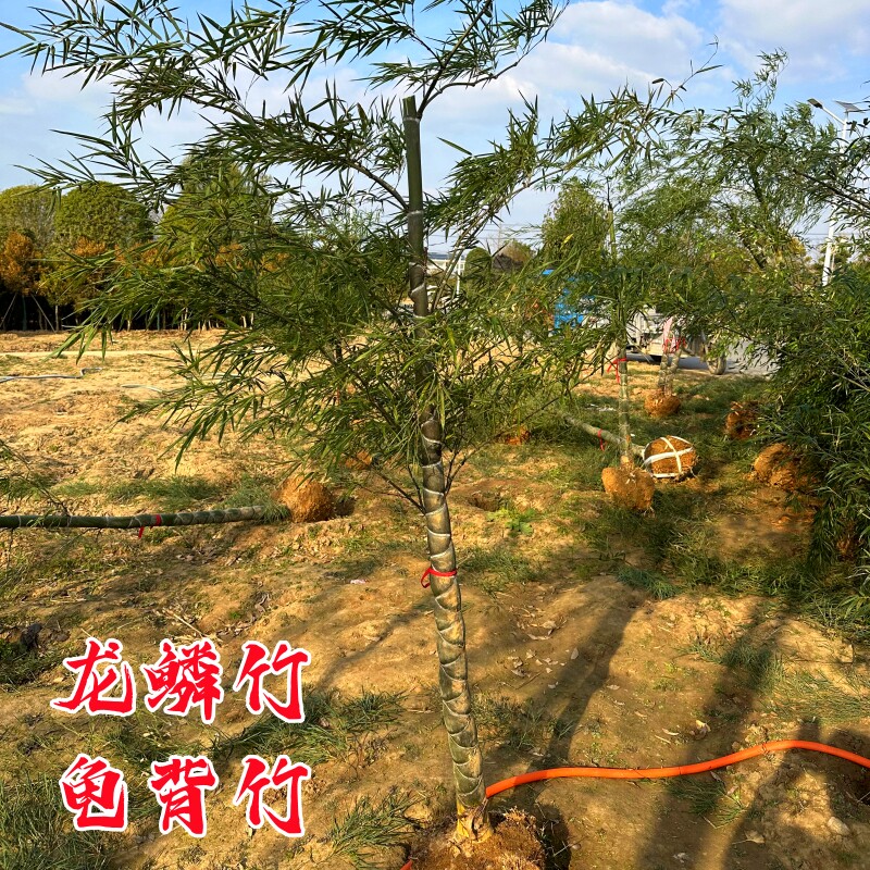 龙鳞竹龟背竹罗汉竹紫竹金镶玉竹