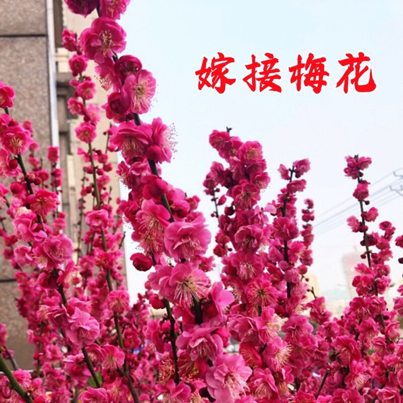 嫁接红梅花树苗耐寒风景树绿梅花