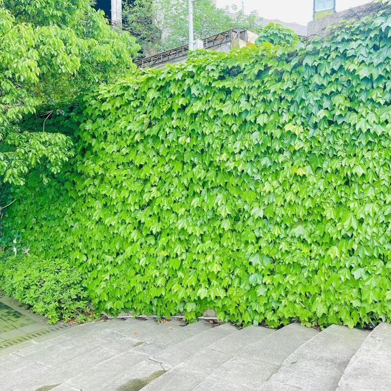 爬山虎庭院室外爬墙爬墙虎树苗