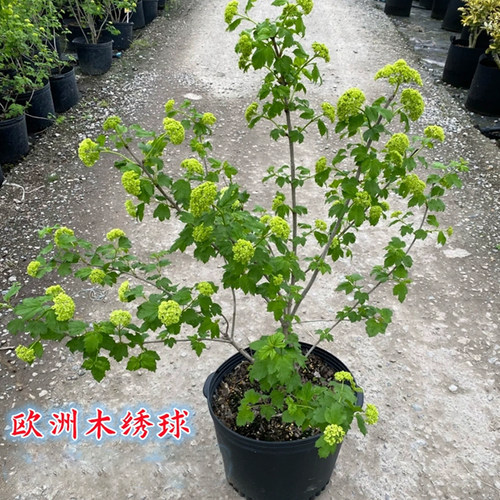 欧洲木绣球耐寒别墅庭院观花