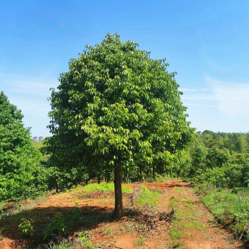 香樟树苗四季常青驱蚊虫小叶香樟