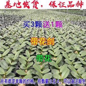 蝴蝶兰花苗盆栽带花剑大苗单颗价买三送一基地发货兰花室内观赏
