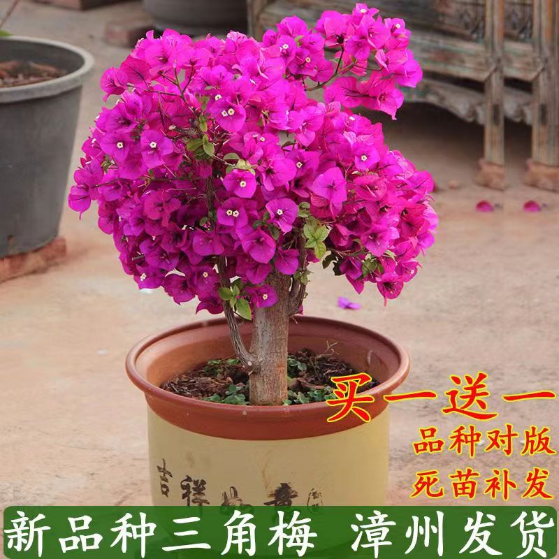 重瓣勤花三角梅盆栽新品种带花发货老桩树苗耐寒庭院四季开花梅花