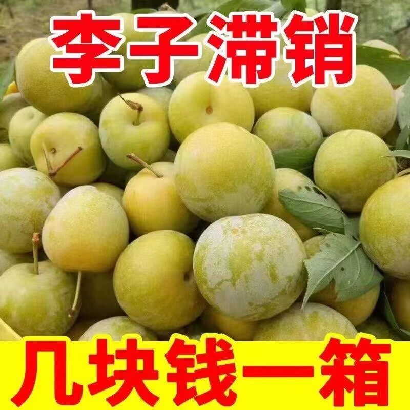 正宗四川脱骨青脆李子土李子新鲜水果当季茵红李蜂糖汶川整箱批发