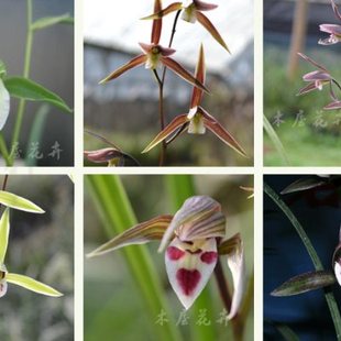 江西小叶细叶寒兰带花苞 兰名贵花卉 建兰四季 素心兰花大叶虎山素