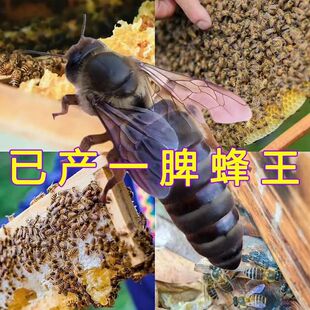 【包活到手】中蜂蜂王优质强群王蜂王种王阿坝开产王产卵王中华王