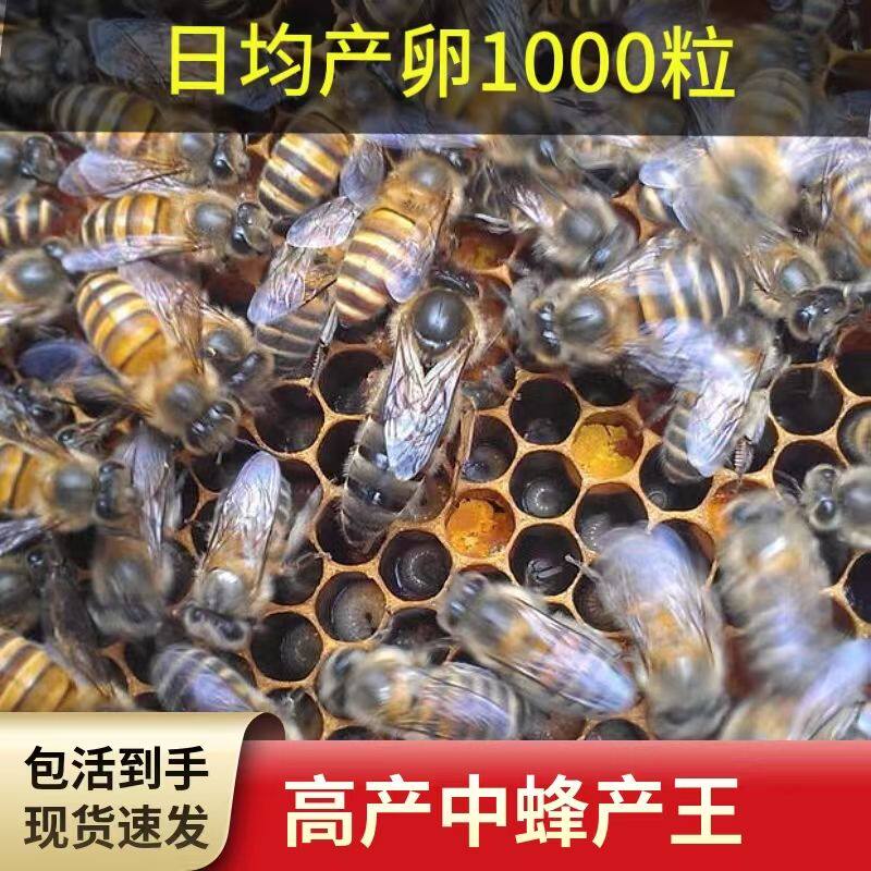 四川中蜂王蜜蜂产卵王活体强群王阿坝纯种土蜂伏牛王黄色新开产王
