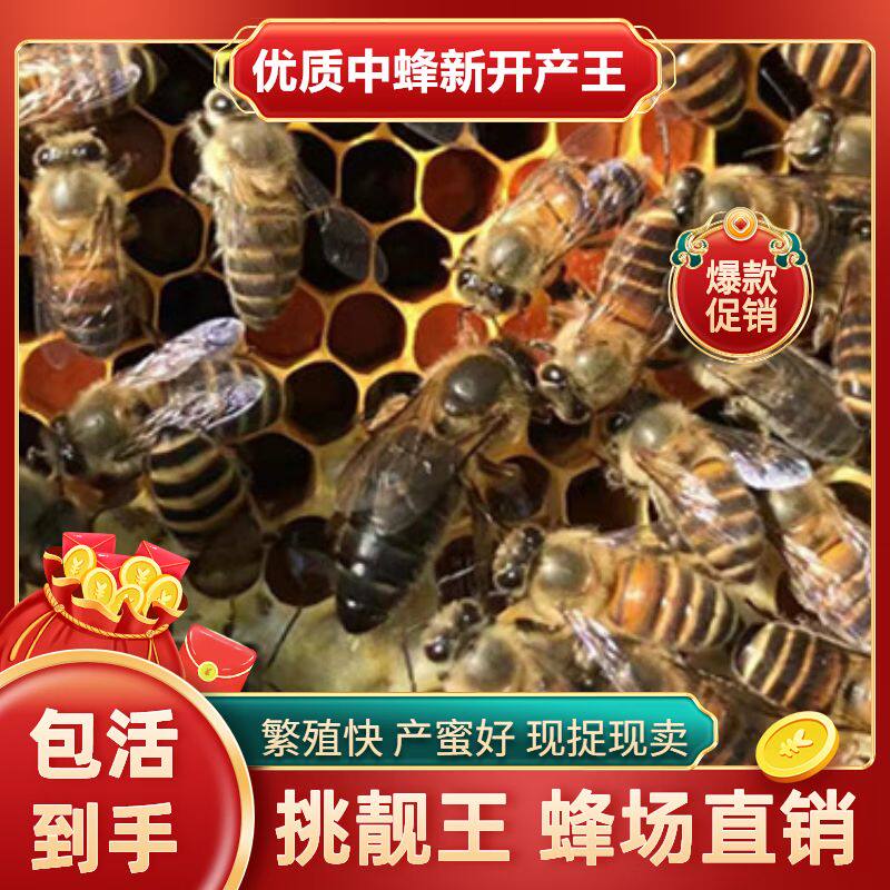 中锋蜂王包活四川包邮蜜蜂野外全套优质新鲜整箱黄色鲜活活的