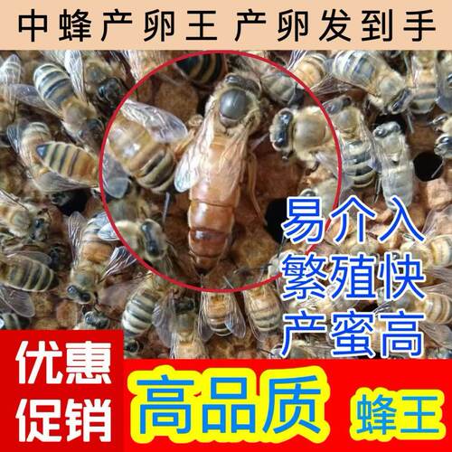 【蜂场直发】中蜂蜂王中蜂开产王蜜蜂种王开产新王伏牛王交尾王