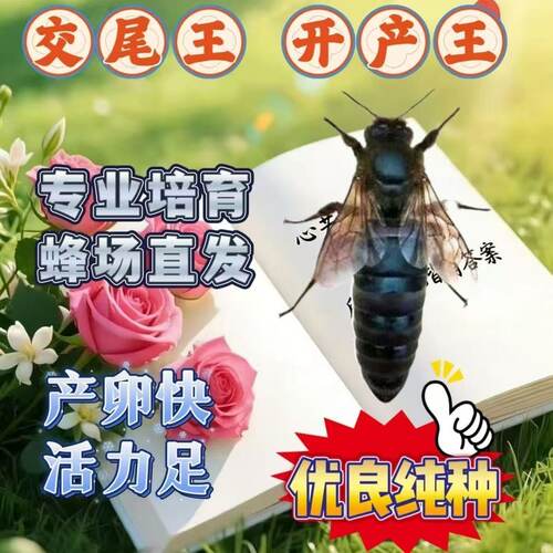 【包活到手】中蜂蜂王种王优质种王高产蜜蜂蜂王活体产卵王开产王