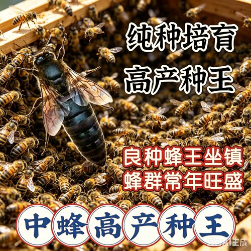 中蜂蜂王蜂群蜂王交尾阿坝高产种王伏牛产王土蜂广东产卵王产满脾