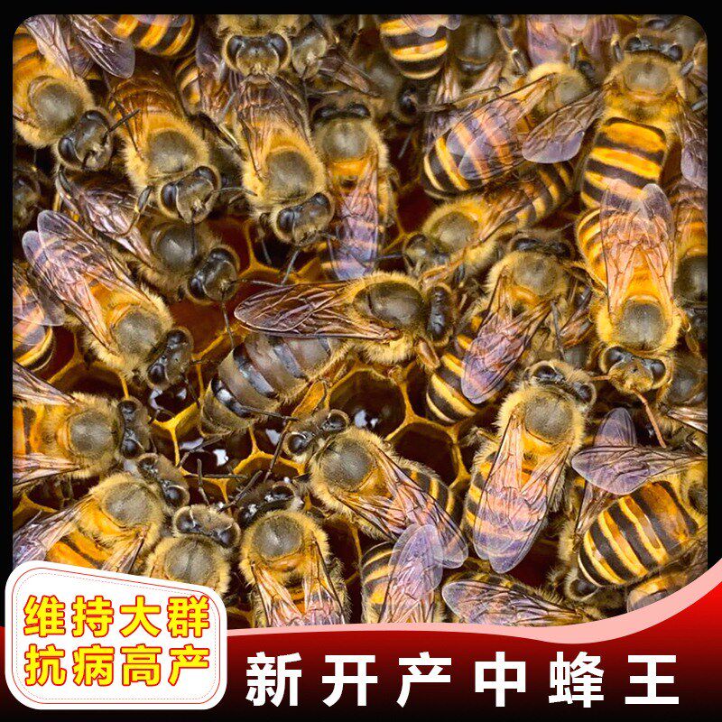 种王阿坝原种活体蜜蜂开产卵新王授粉蜂