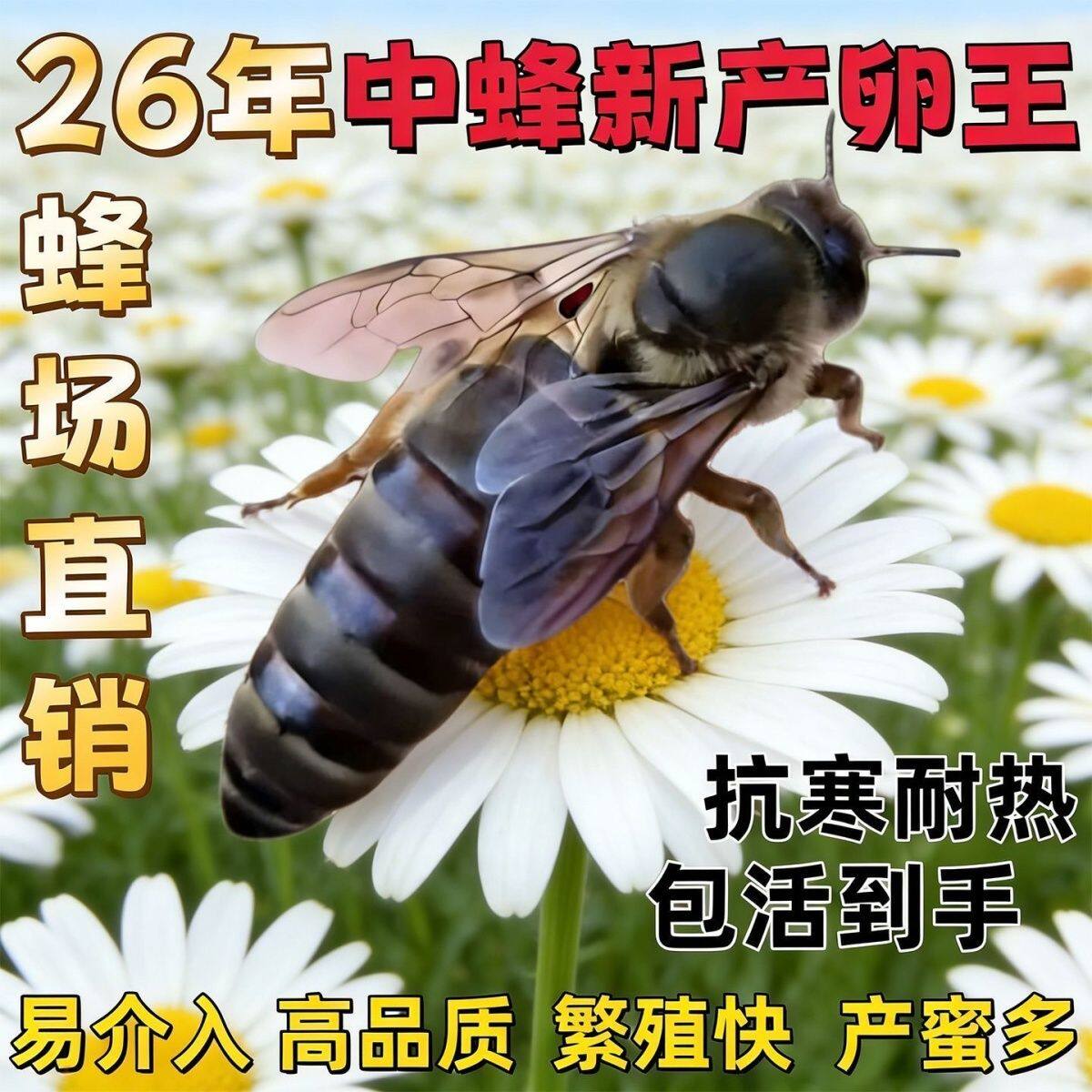 四川中蜂蜂王产卵高产双色四川蜜蜂阿坝土蜂伏牛广东开产王种王