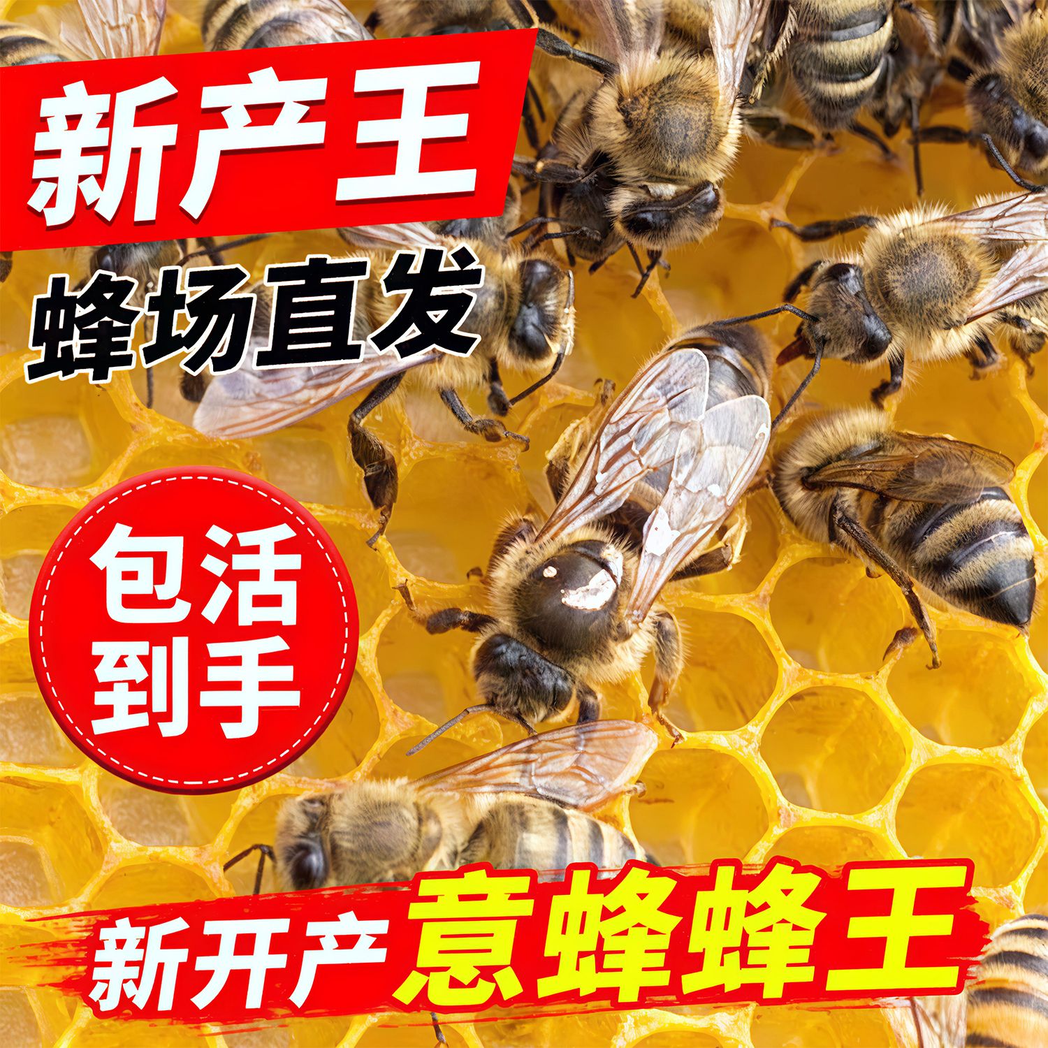 意蜂王王纯黑蜂优质新开产卵王东北喀尔巴阡黑环种王蜜王浆王包活