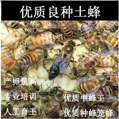 中蜂蜂王四川广西本地附近处王中华耐寒野生新开产王中蜂产卵王
