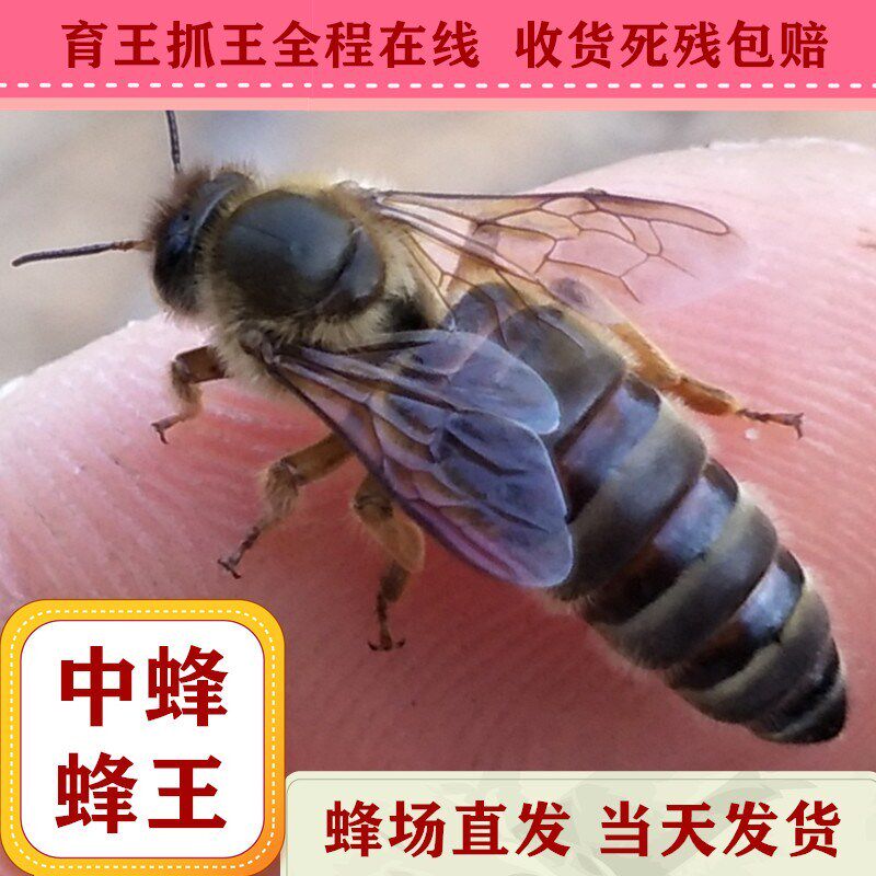 中蜂蜂王高产黑王种王阿坝原种蜂种蜜蜂开产卵新王优质强群处女王