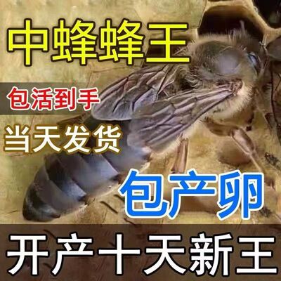 中蜂蜂王四川阿坝种王高产新开产王交尾蜜蜂王广东中蜂产卵王纯