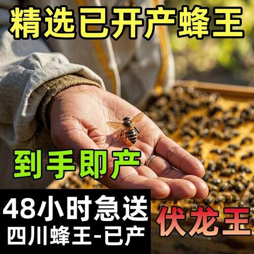 中蜂蜂王高产卵高采蜜伏牛蜂王阿坝蜂王四川蜂王土蜂蜂王包邮到家